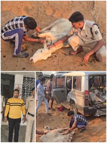 Photo of ऑपरेशन शंखनाद जारी : जशपुर पुलिस ने टाटा सुमो से 05 गौवंश कराए मुक्त, फरार गौ तस्कर भी गिरफ्तार  पुलिस कप्तान डॉ. लाल उमेद सिंह के नेतृत्व में गौ तस्करों पर लगातार शिकंजा  लोदाम पुलिस की ताबड़तोड़ कार्रवाई, एक वाहन जब्त, आरोपी जेल भेजा गया